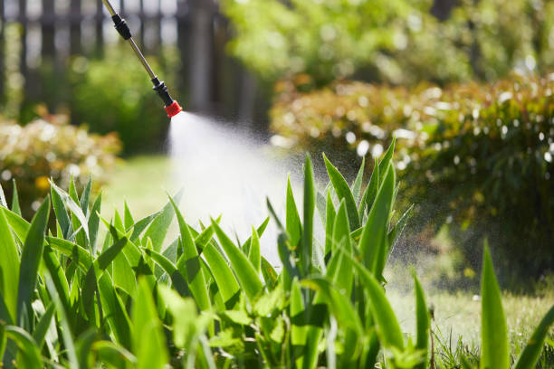 24/7 Emergency Termite Control experts in Kent, WA